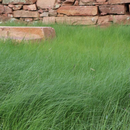 Long thin strands of green, native grass blow in the wind in front of a stone retaining wall in a garden setting.