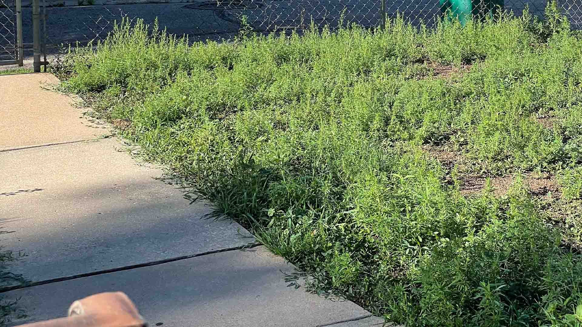 Buffalograss-1-16.9