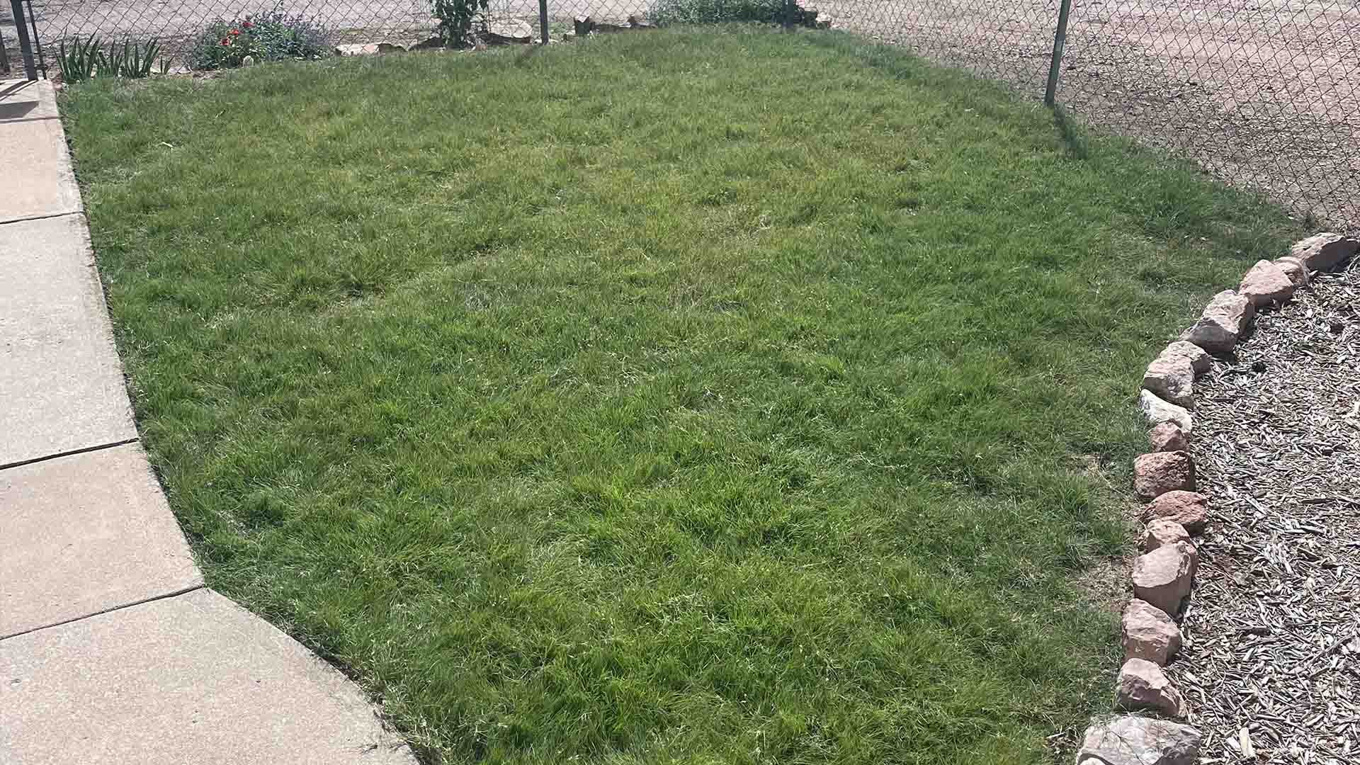 Fully established lawn with dense green turf and uniform coverage across the yard.