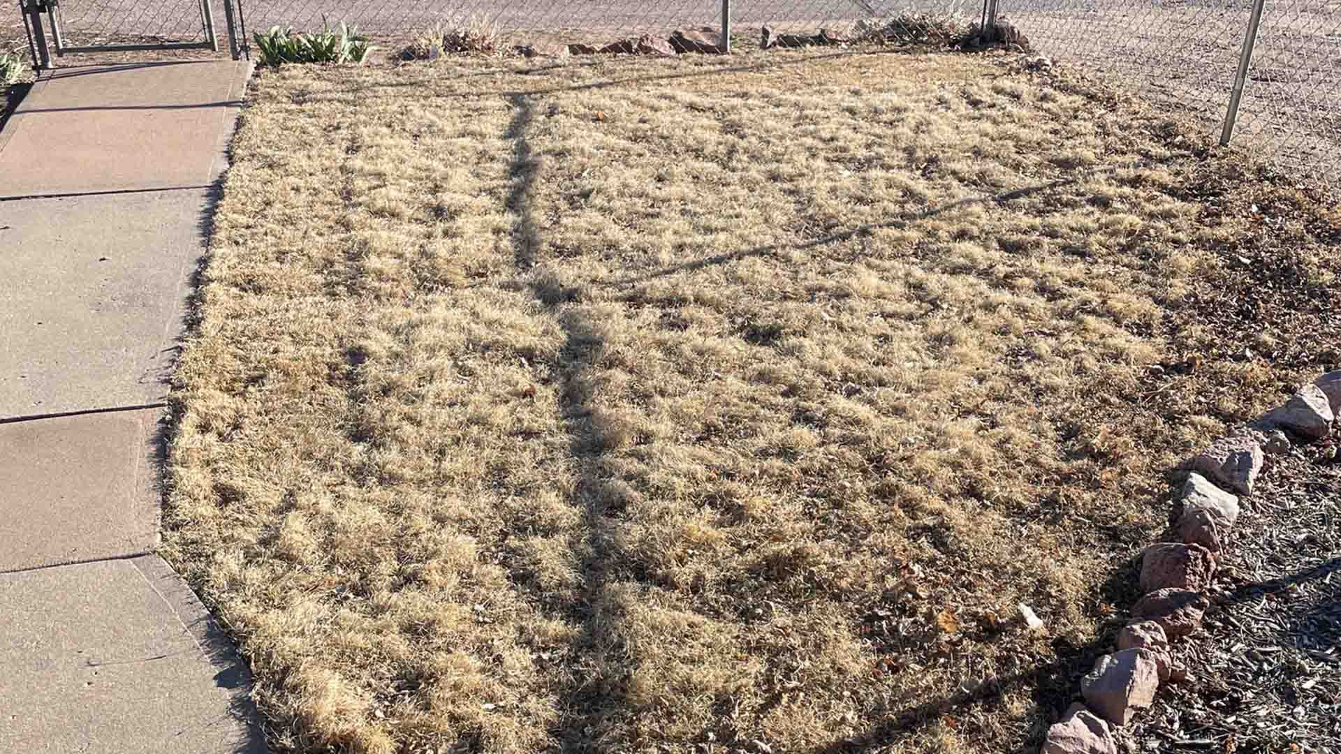 Dormant yellow/tan lawn grass. There are visible shadows cast across the turf.
