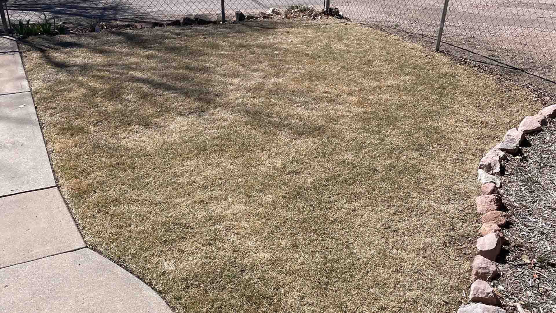 Newly mowed dormant lawn displaying a uniform tan color in winter.