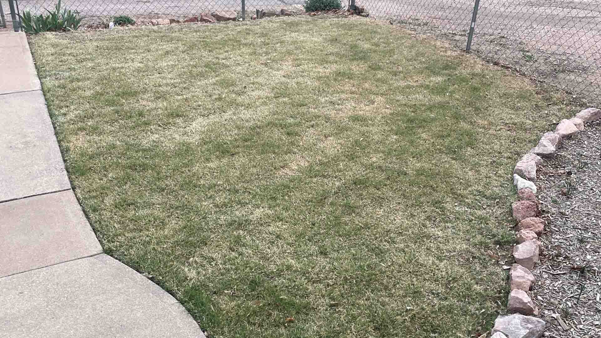 Buffalograss lawn transitioning out of dormancy, showing a mix of green and tan grass across the turf area.