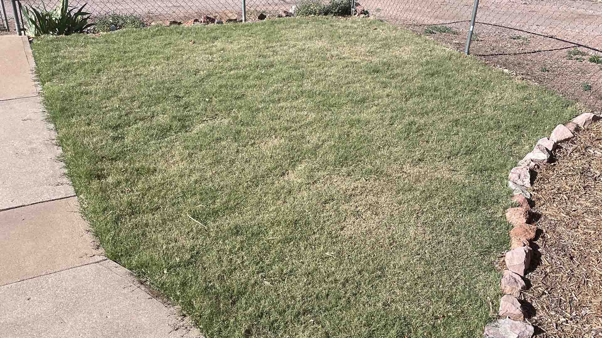 Buffalograss lawn transitioning out of dormancy, showing a more green than tan grass across the turf area.