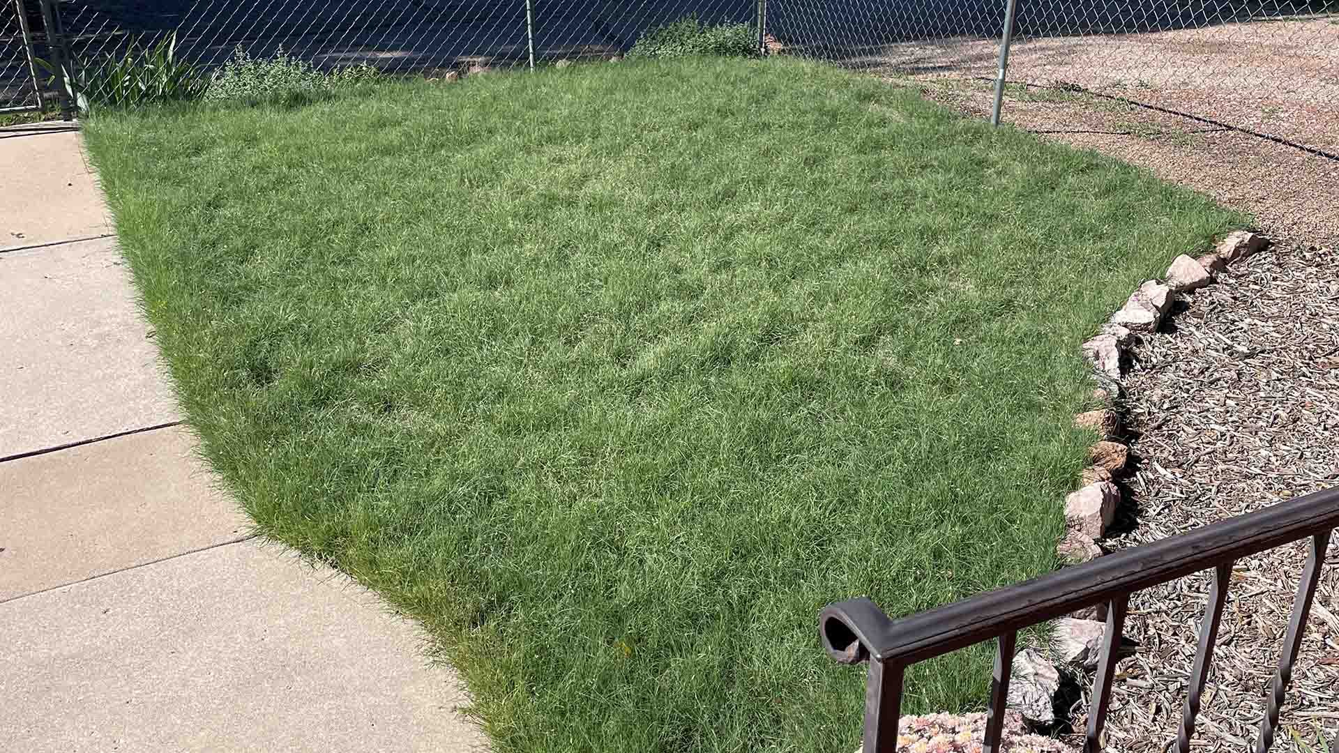 Healthy buffalograss lawn with long, dense green coverage and a natural appearance.