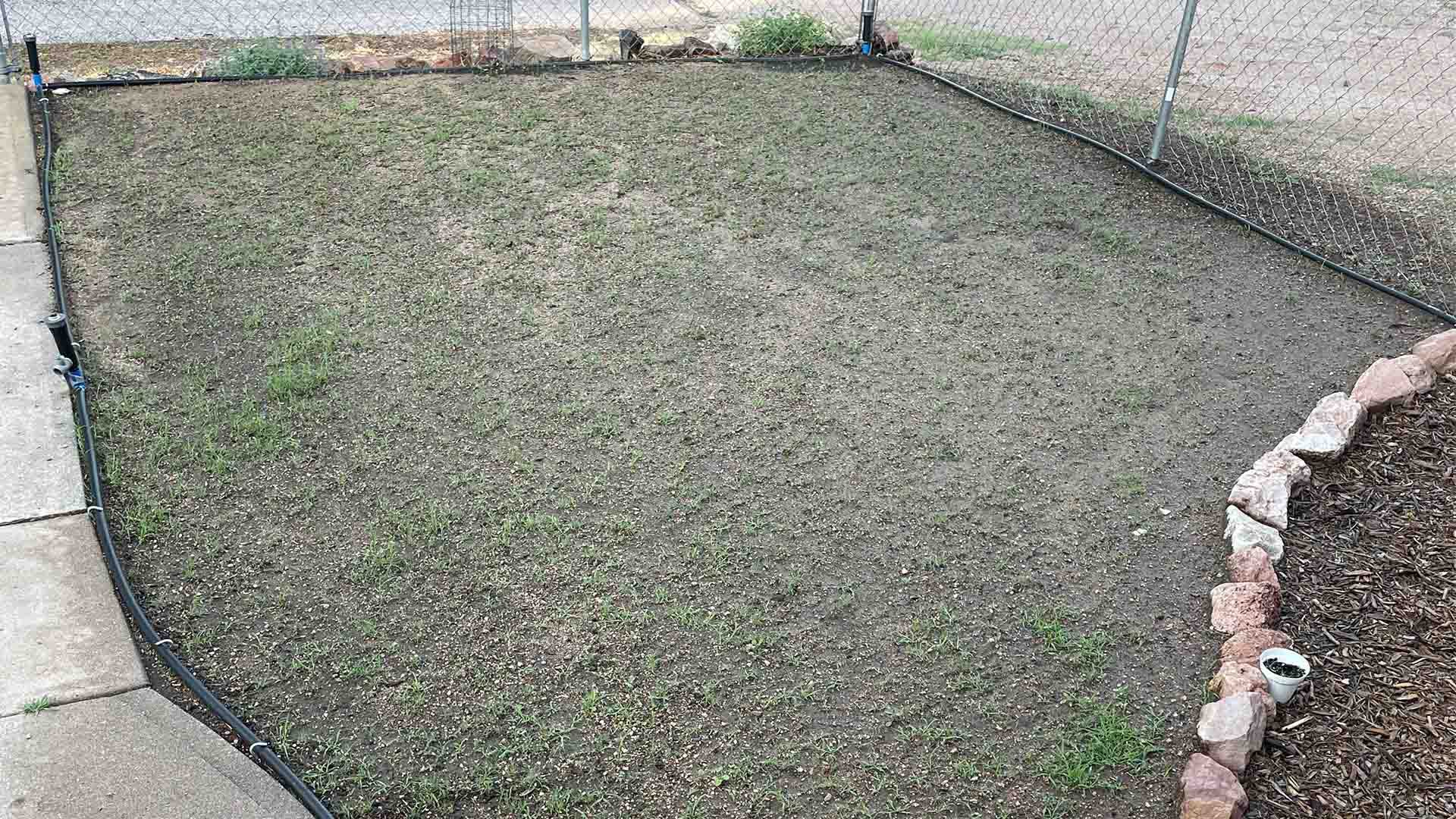Early establishment of buffalograss seed, with small green shoots popping up across the soil surface within a fenced lawn area.