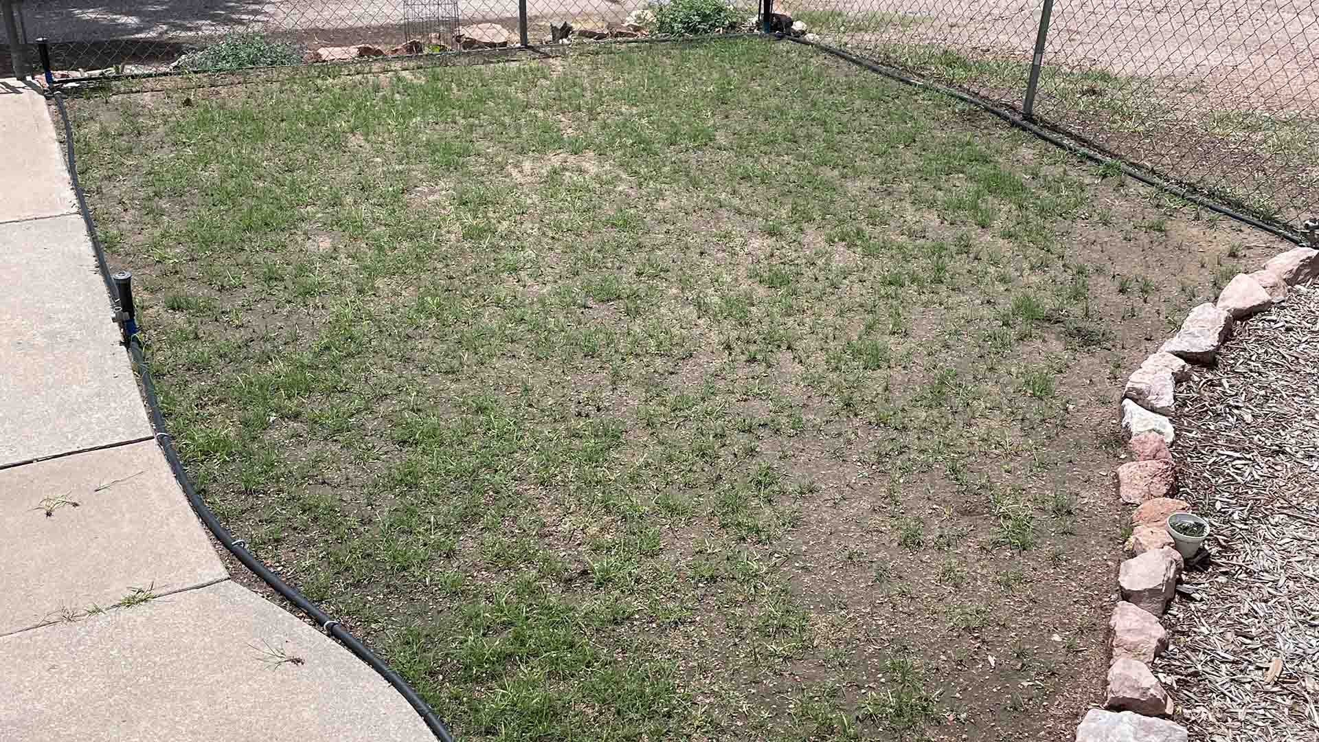 Developing buffalograss lawn with thin green coverage beginning to spread across previously bare soil.