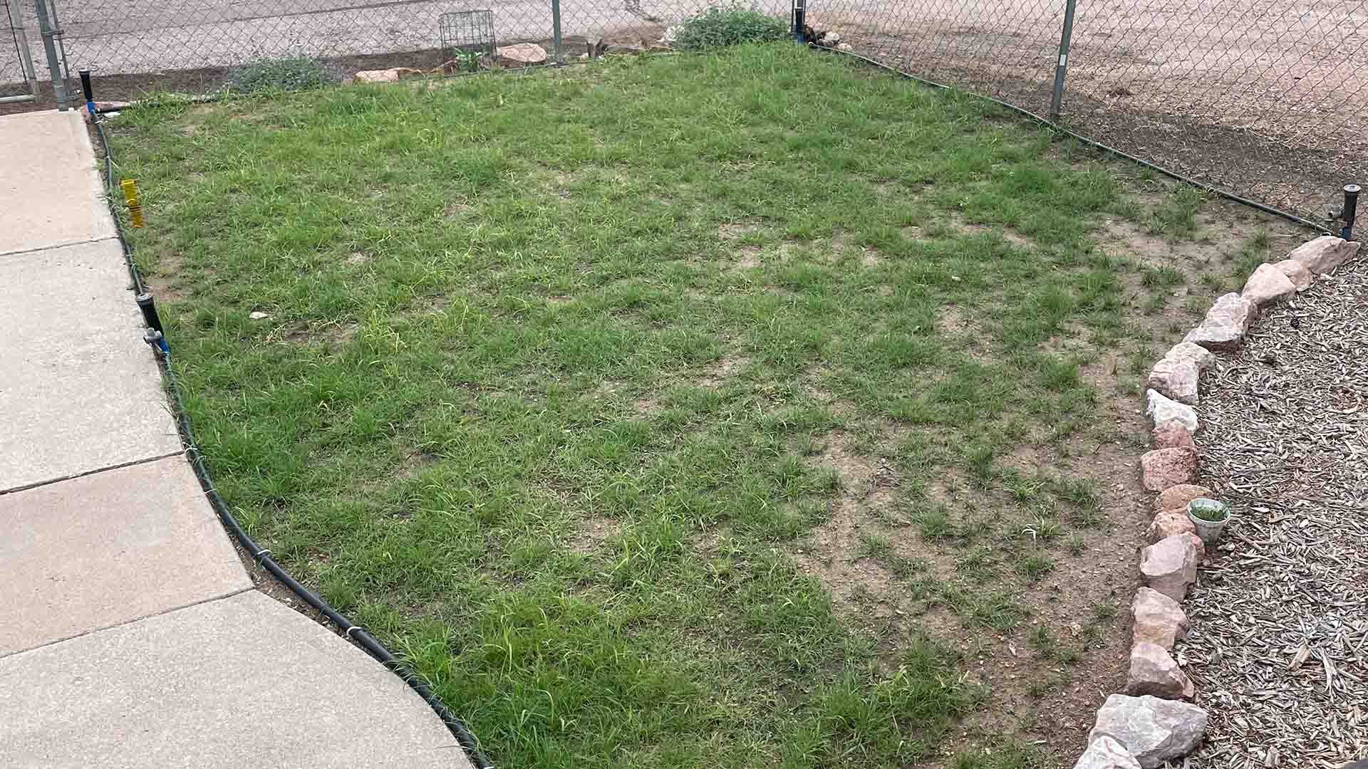 Young buffalograss lawn showing increased green growth with patchy coverage and patchy visible soil areas as it fills in.