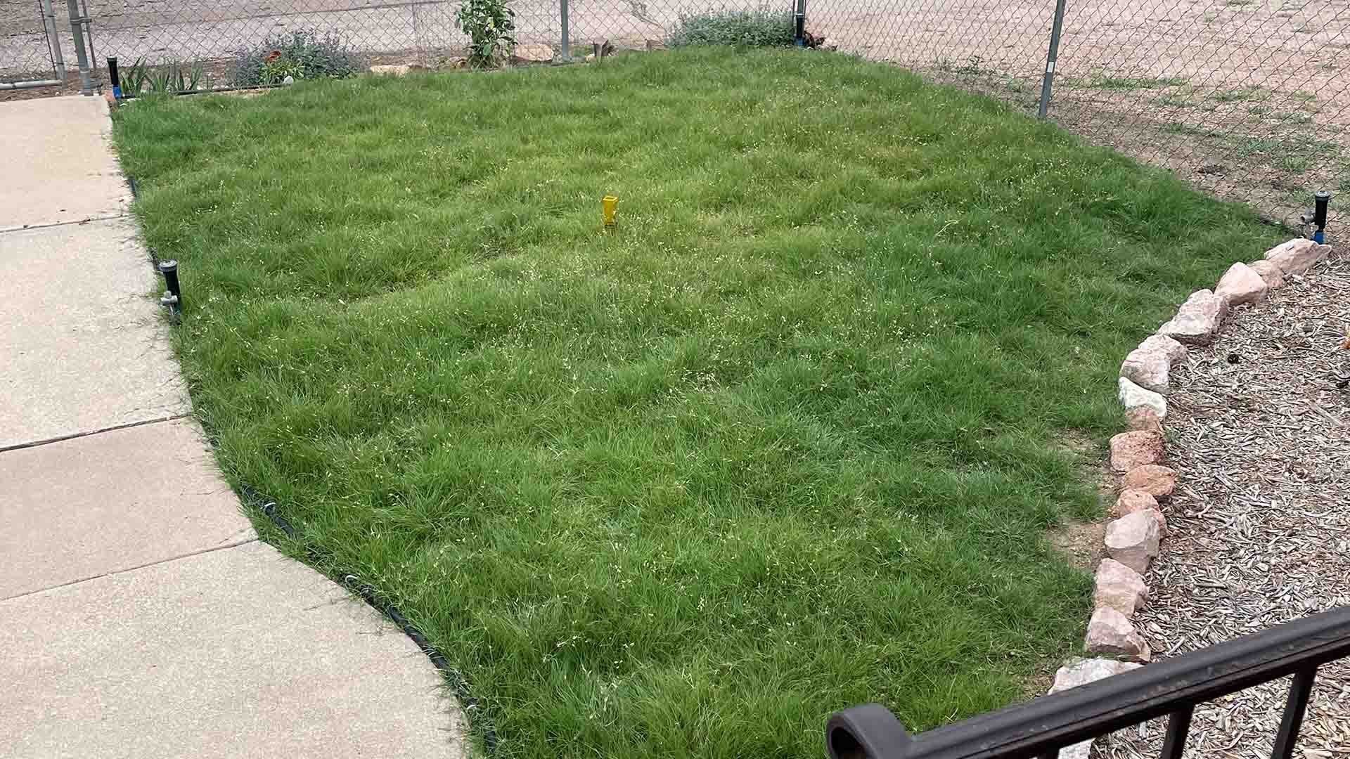 Green, long lawn that has yet to be mowed. The length of the grass is uneven, but healthy.