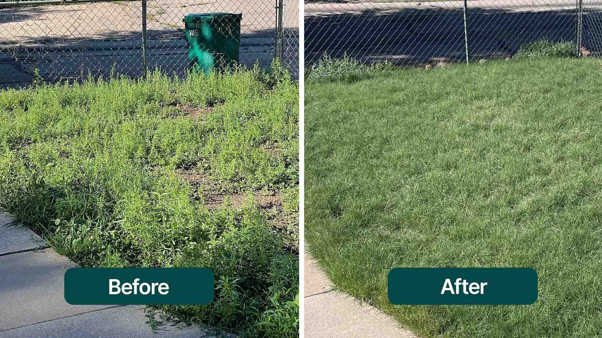 Before-and-after comparison of an overgrown, weedy yard transformed into a dense green buffalograss lawn.
