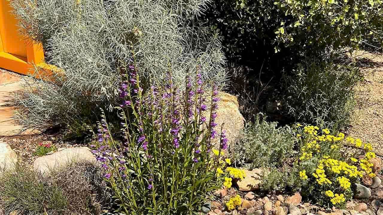 A plant with multiple stalks of violet blooms and short, creeping small yellow flowers arranged in a rock landscape.