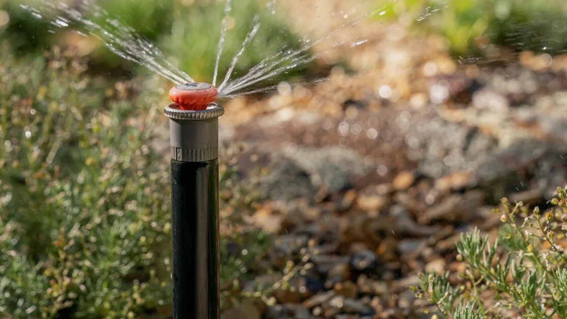 A garden sprinkler in operation, spraying water in multiple streams over various plants and a ground cover of small rocks or gravel.