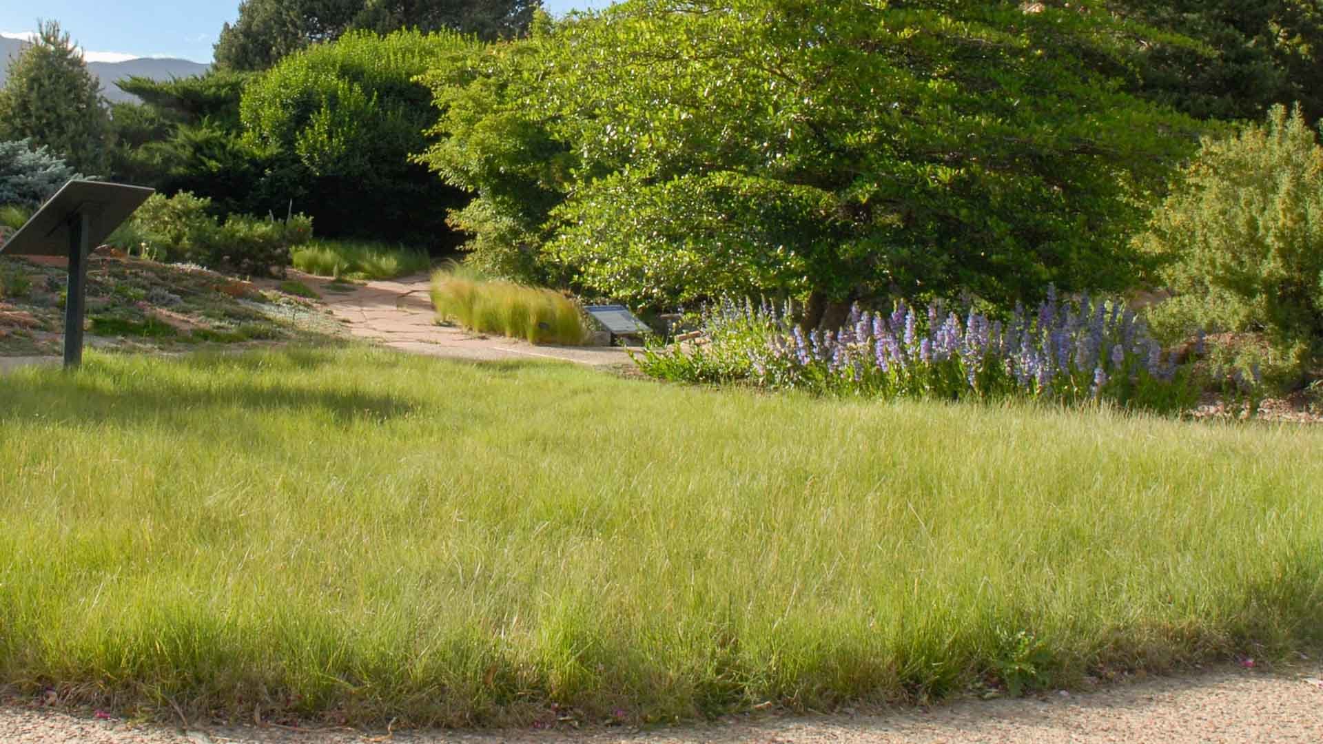 Long green grass growing in a designated area in a garden next to a sidewalk.