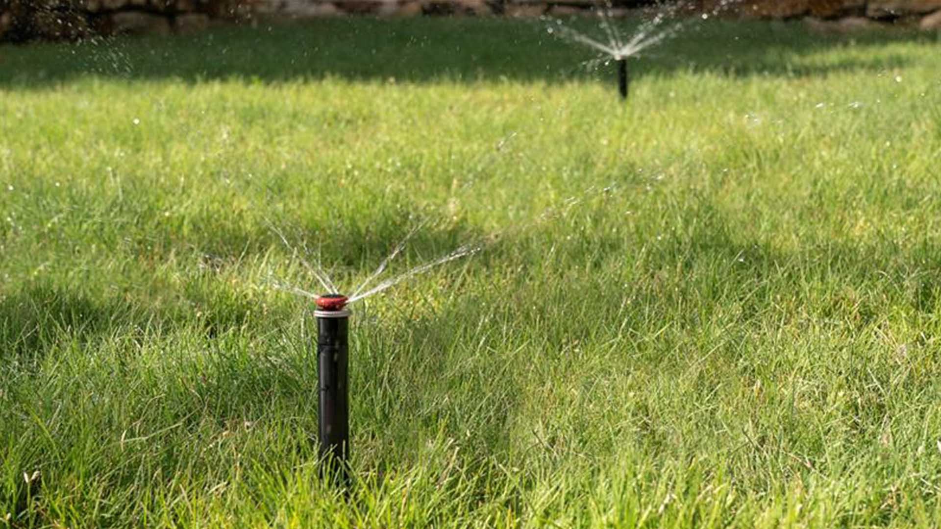 Two pop up sprinkler heads spraying water in concentrated streams on a native lawn.