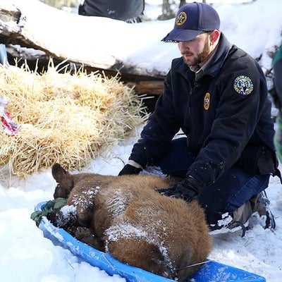 A Colorado Parks ranger placing an unconscious bear cub on a blue sled in the snow.