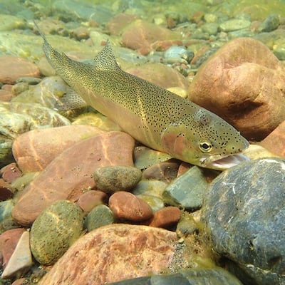 A trout swims underwater above a rocky river bottom.