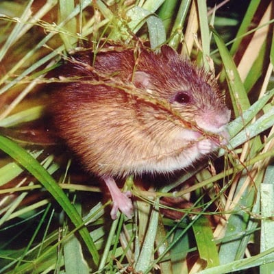 A Preble mouse in grass. The mouse is quite small, even in comparison to the blades of grass behind it.