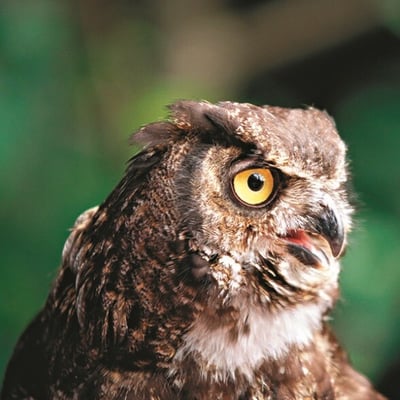 A raptor-type bird with brown feathers and yellow eyes.