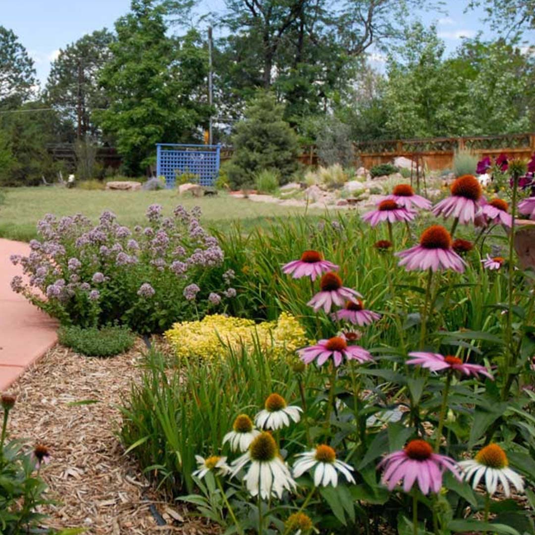 Inspirado-Patio de césped autóctono-1080-px