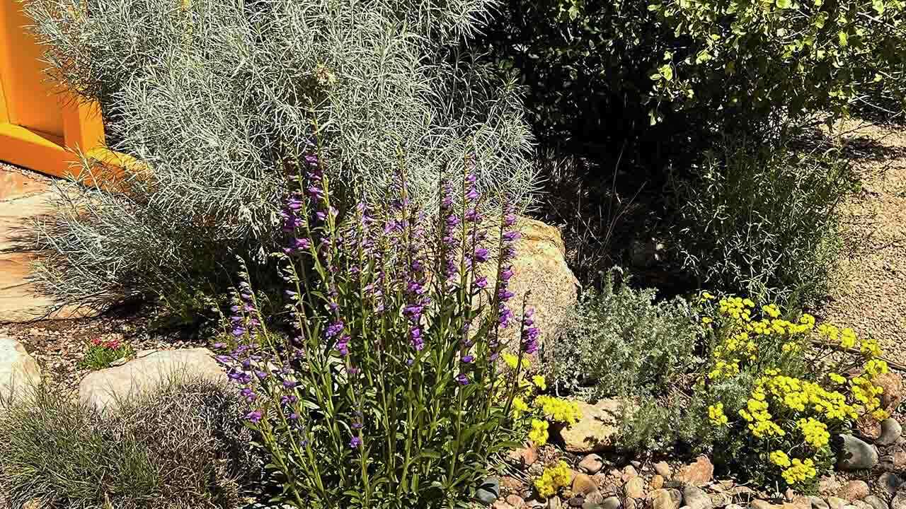 A plant with multiple stalks of violet blooms and short, creeping small yellow flowers arranged in a rock landscape.