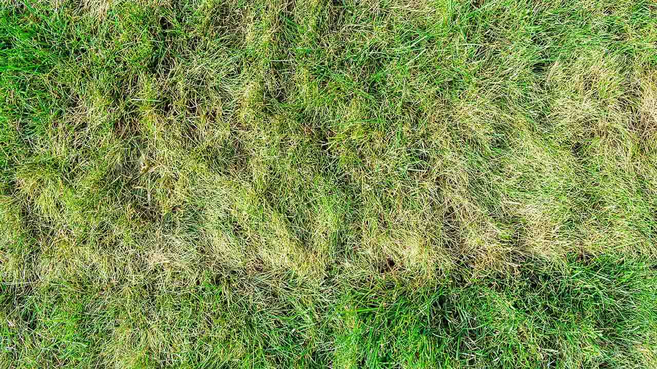 Close up of patches of yellowing grass in a residential lawn.