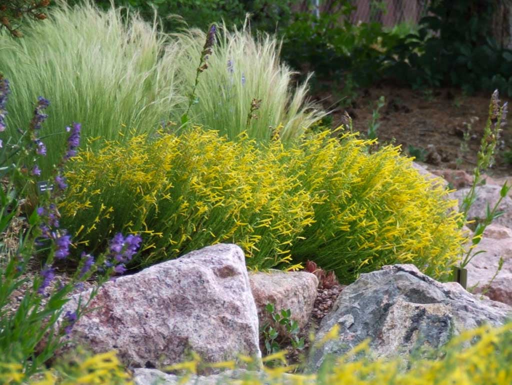 Water-Wise-Plants-Hero