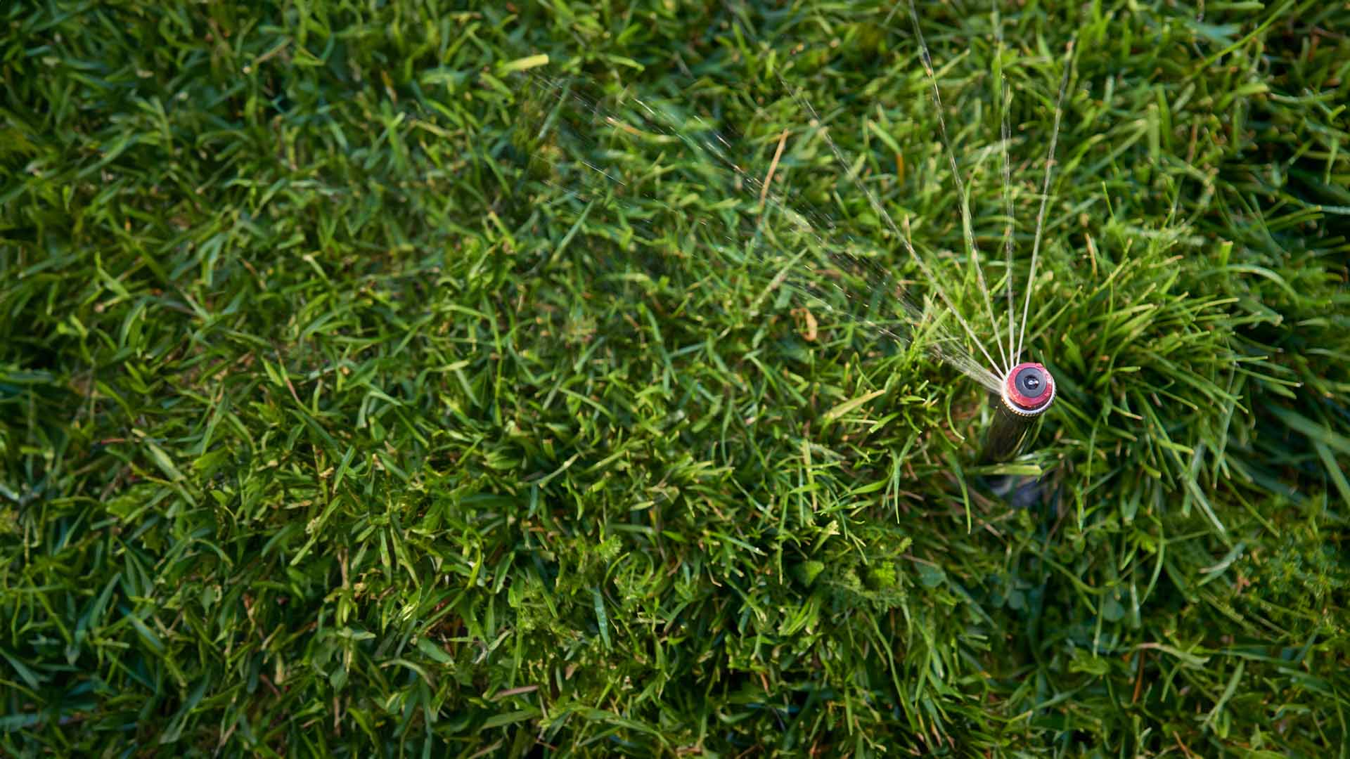 A sprinkler nozzle sprays water on a green lawn.