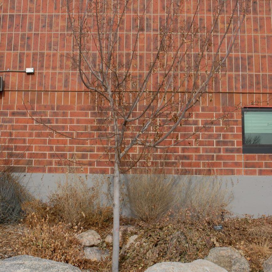 Leafless tree in front of a brick wall with dry plants and rocks at the base.