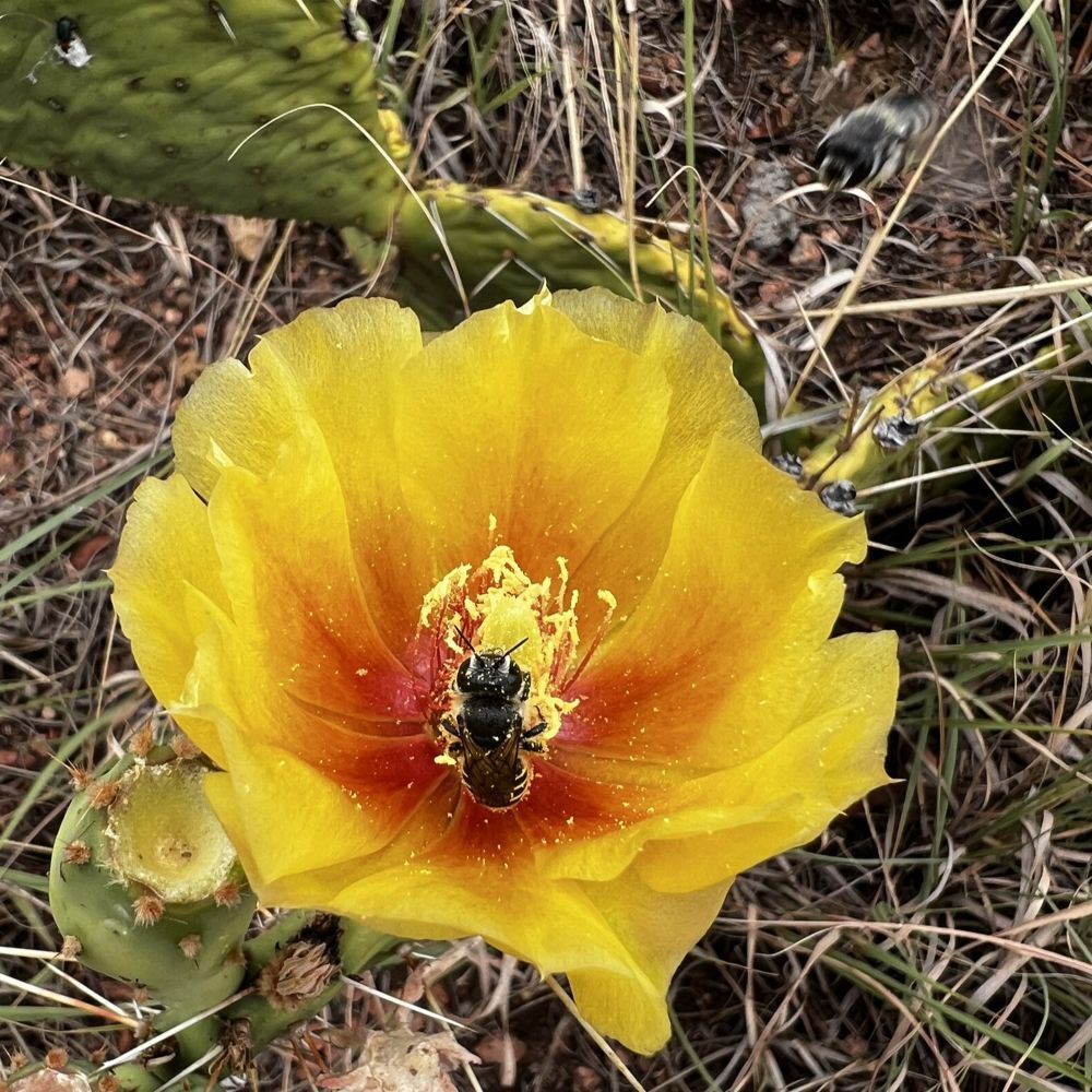 OPuntia spp (5)
