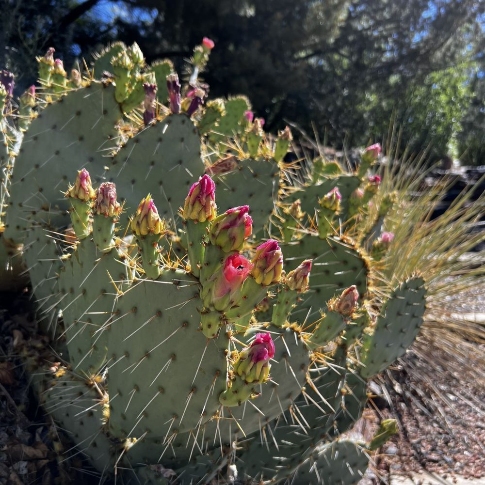 Opuntia spp (2)