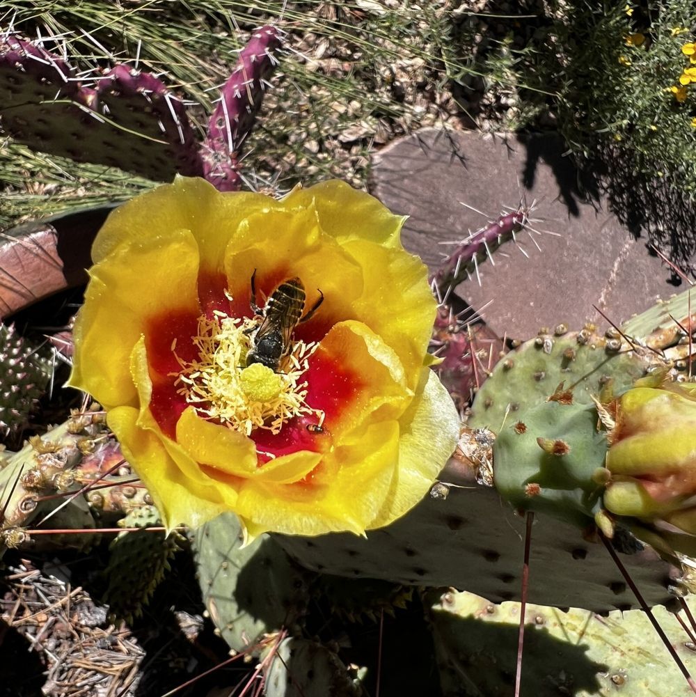 Opuntia spp (3)