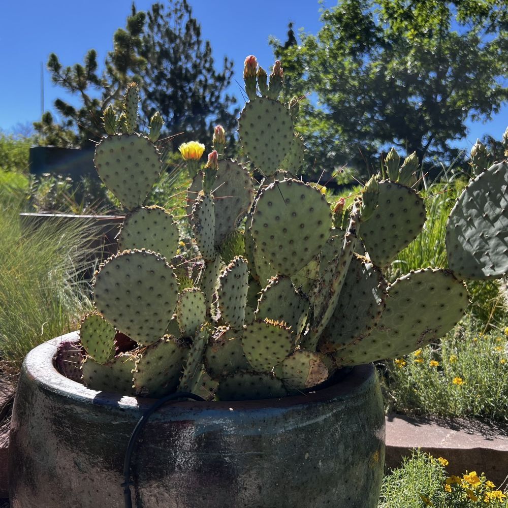 Opuntia spp (4)