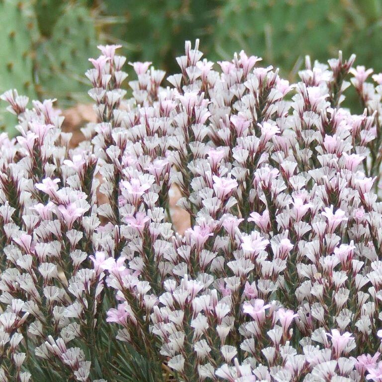 Prickly Thrift