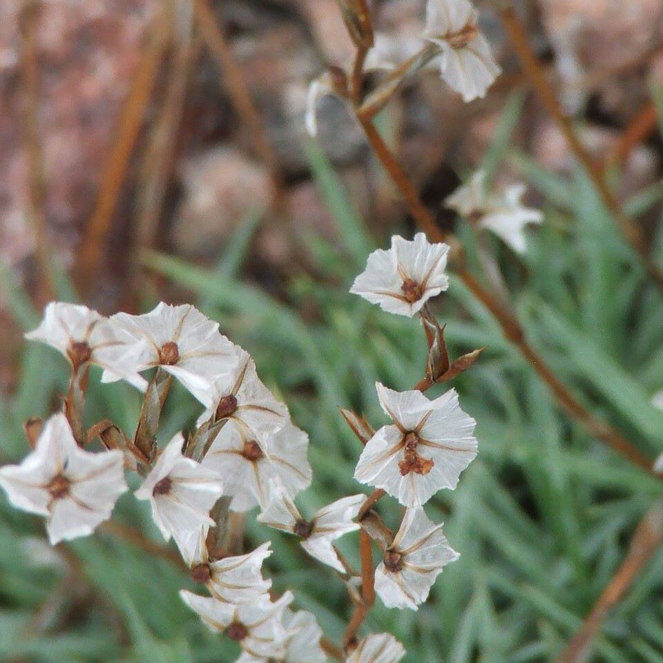 Close-up of small white star-shaped flowers with brown centers on thin stems.