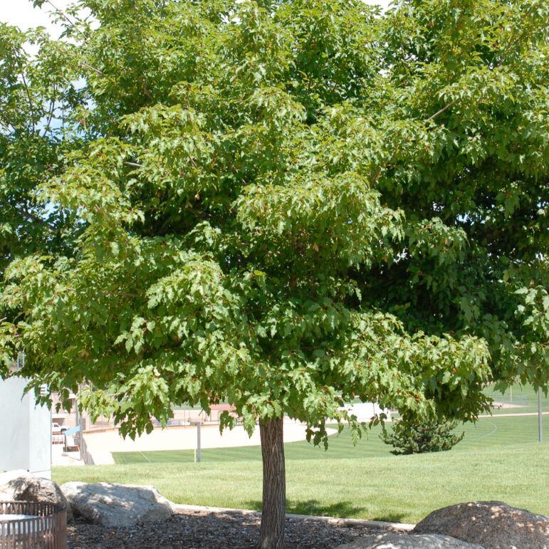 Amur Maple