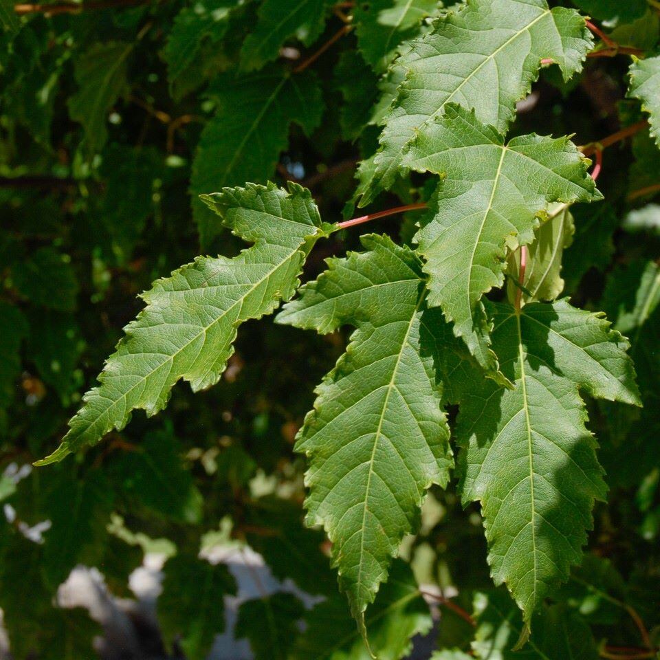Close-up of green serrated leaves on a tree.