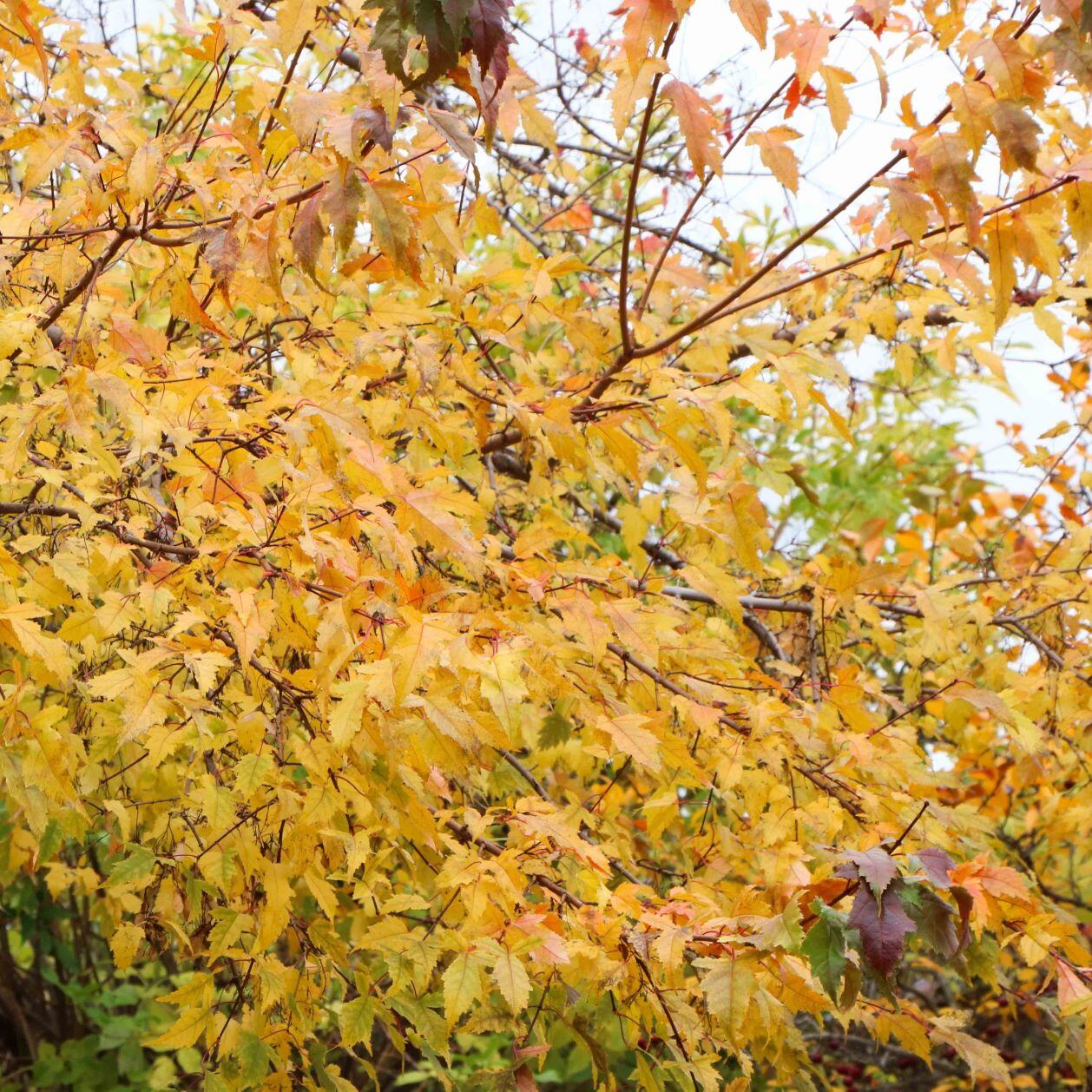 Autumn leaves in shades of yellow and orange on tree branches.