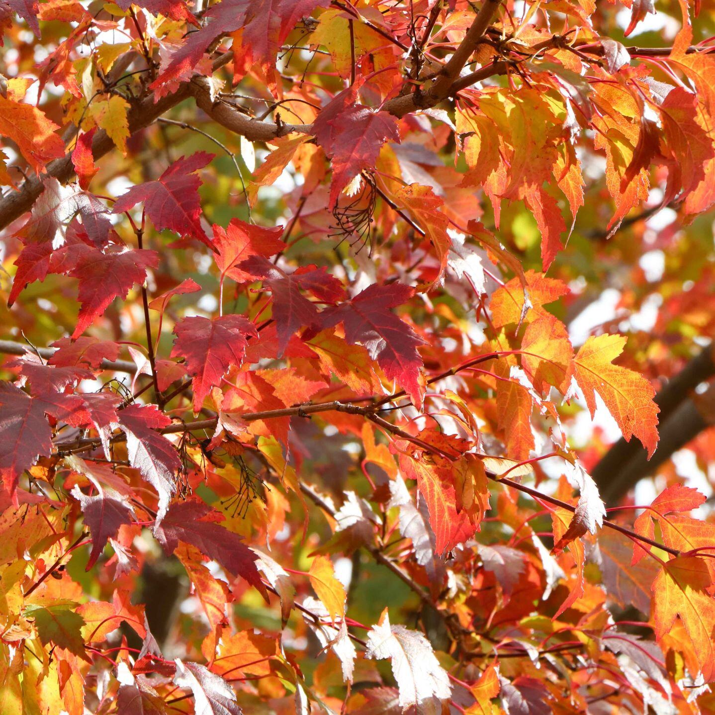 Close-up of colorful autumn maple leaves in shades of red, orange, and yellow.