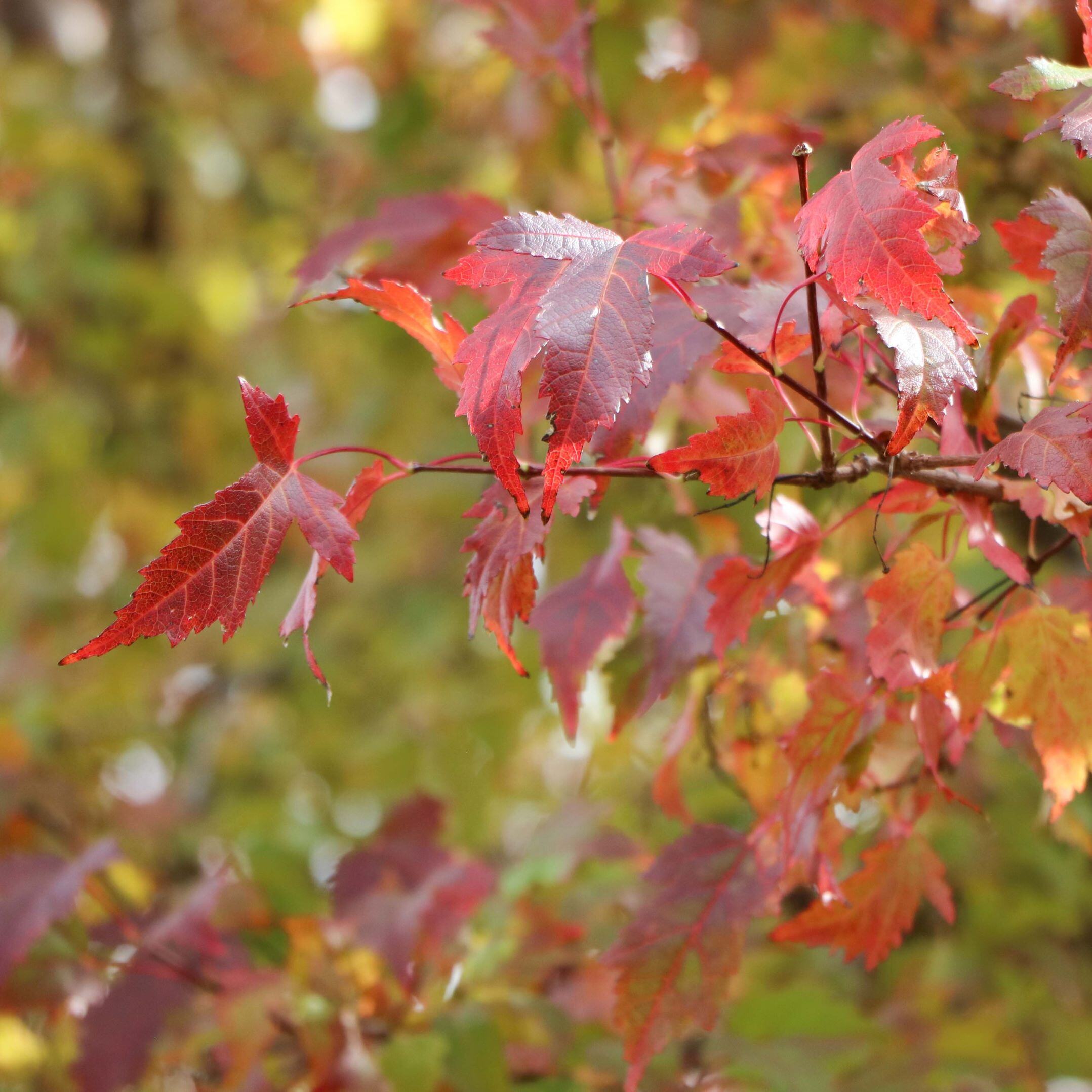 Close-up of red maple leaves on a branch with a blurred autumnal background.