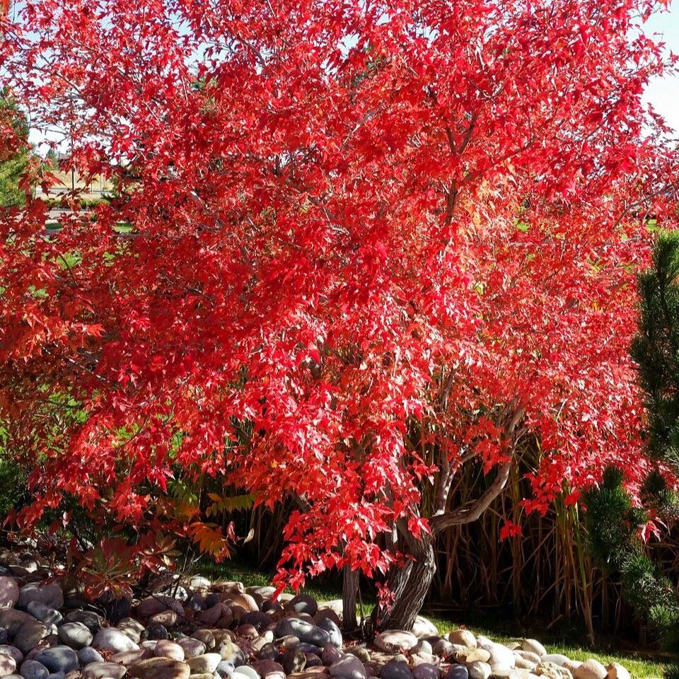 A vibrant red maple tree with stones beneath it.