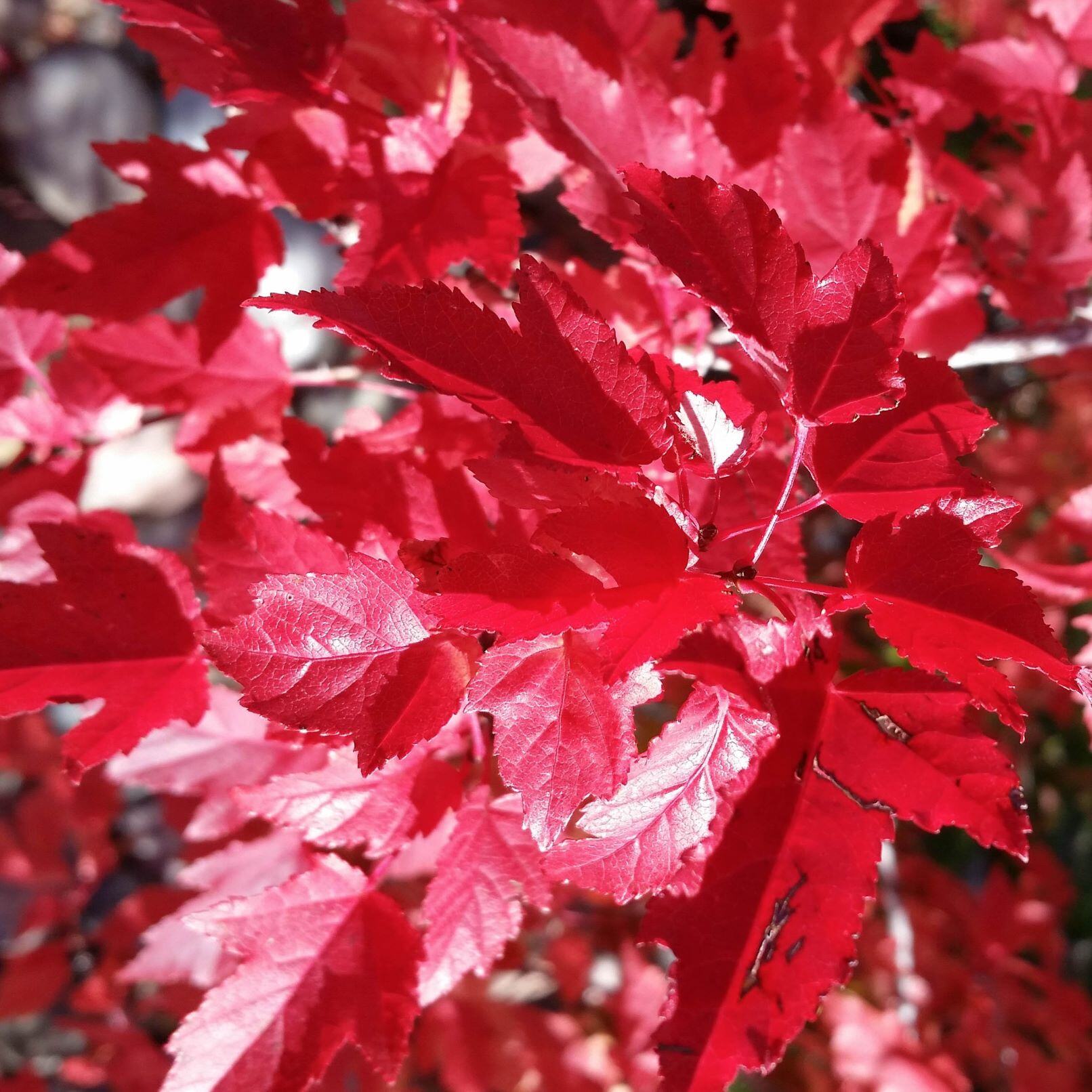 Bright red leaves with serrated edges and sunlight creating a glossy effect.