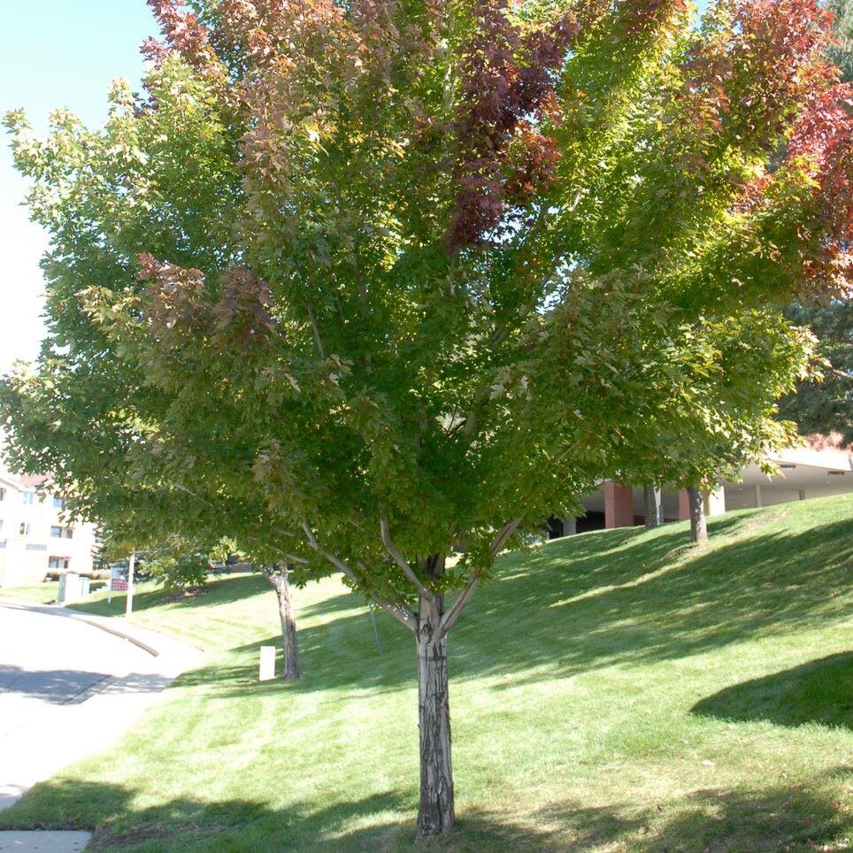 Red Maple