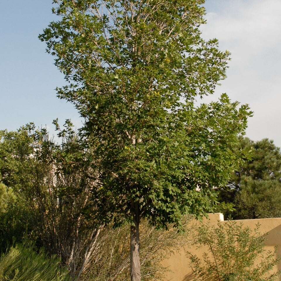 Caddo Maple