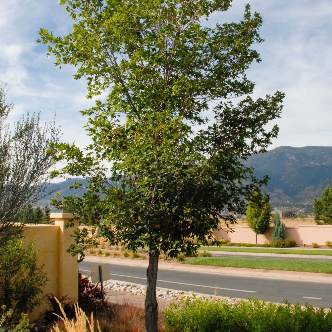 A green tree in front of a stucco wall with mountains in the background.