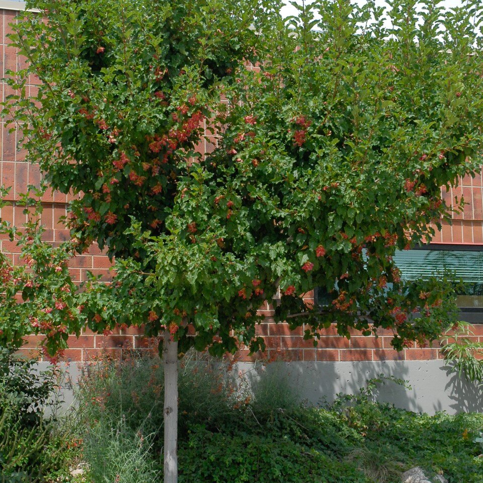 Tree with green leaves and red flowers in front of a brick building.