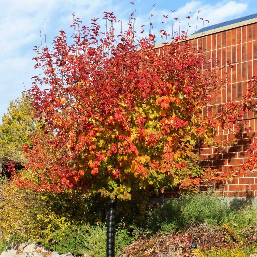 A small tree with red, orange, and yellow autumn leaves in front of a brick wall.