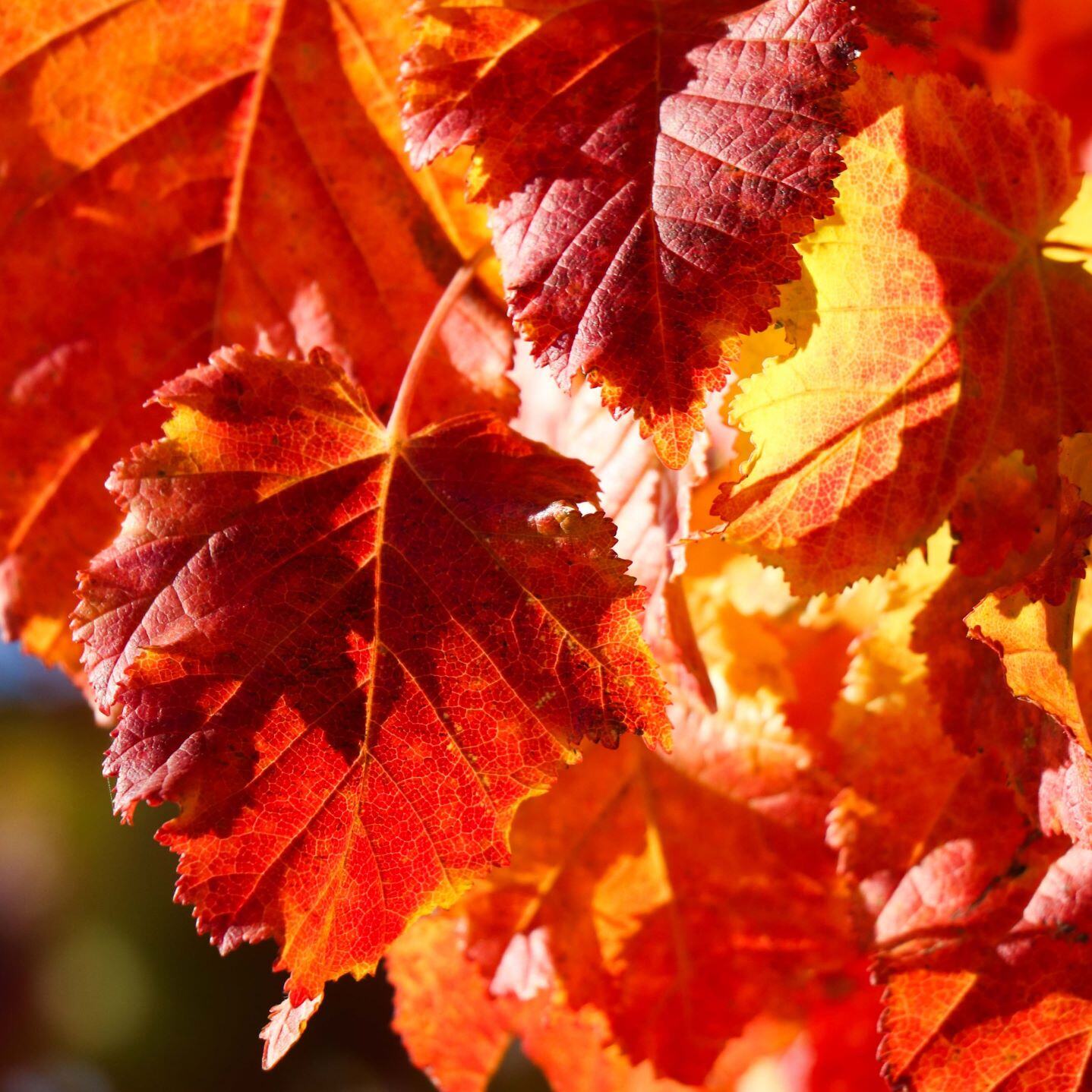 Close-up of colorful autumn leaves in red and yellow hues.