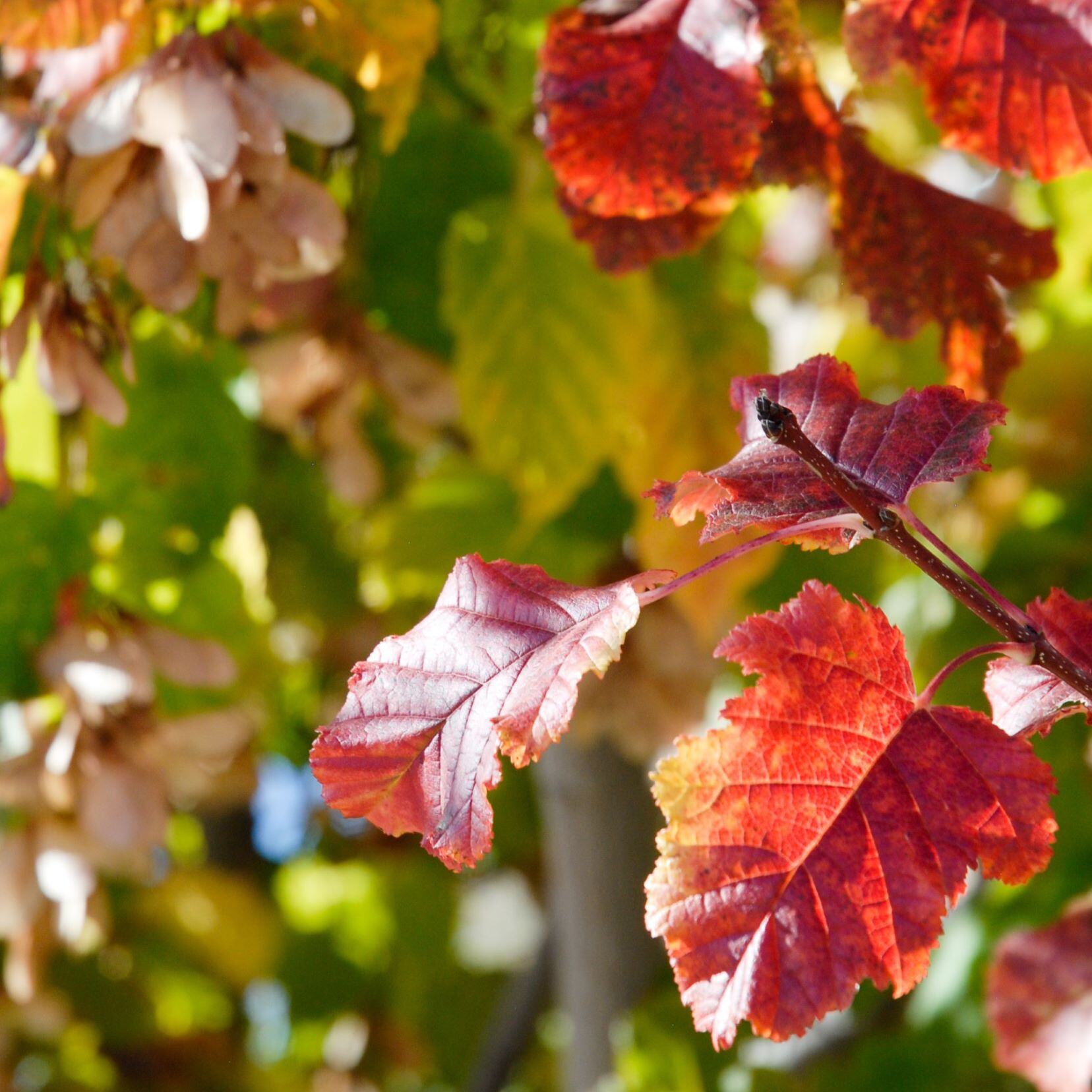 Close-up of vibrant red autumn leaves with a blurred green and yellow background.