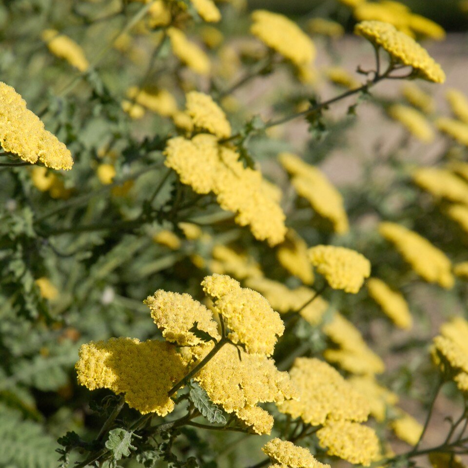 Close-up of yellow yarrow flowers with green foliage.