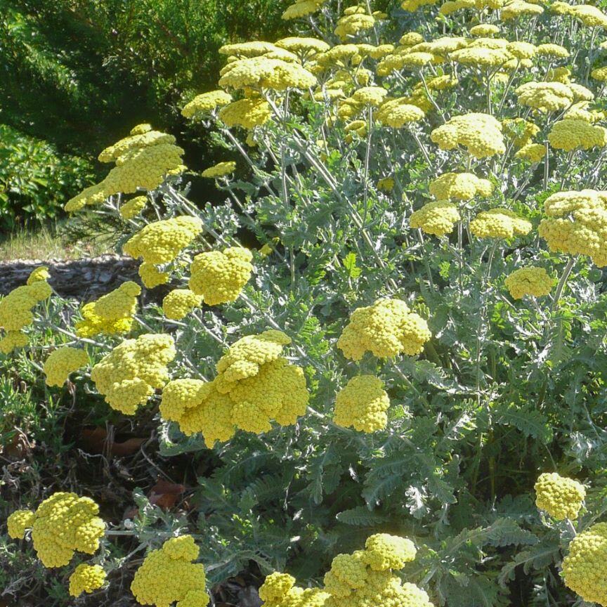 Moonshine Yarrow