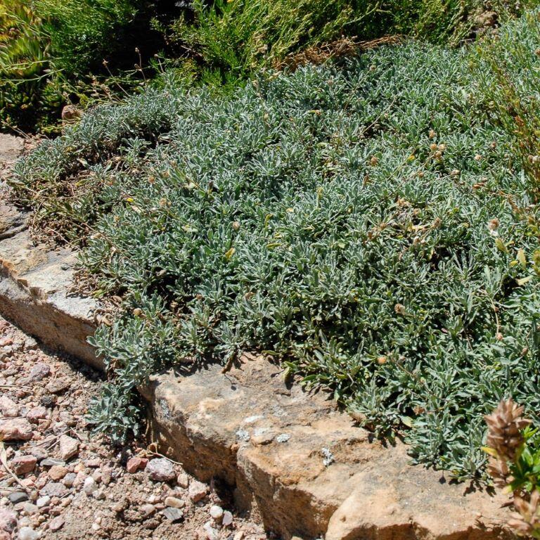 Dense ground cover plants bordered by stones in a garden setting.